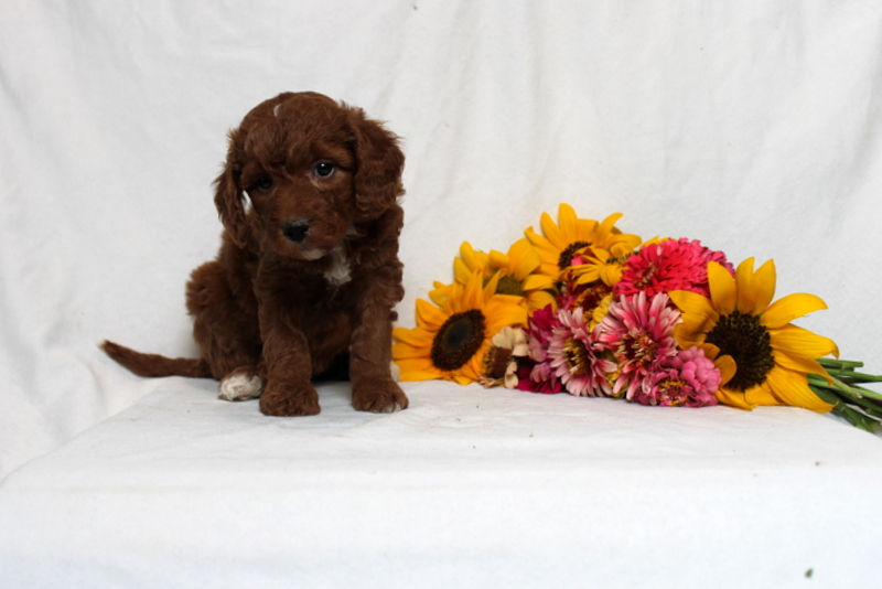 puppy, for, sale, Mini Goldendoodle F1B, Matthew B. Stoltzfus, dog, breeder, Gap, PA, dog-breeder, puppy-for-sale, forsale, nearby, find, puppyfind, locator, puppylocator, aca
